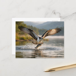 Carte Postale Osprey Scottish Highlands Misty Sunrise Fishing