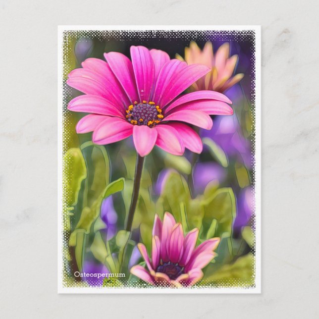 Carte Postale Osteospermum (Devant)