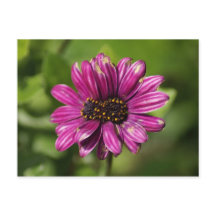 Osteospermum mutant / Dimorphotheca