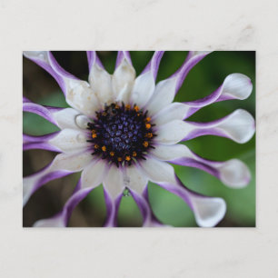Carte Postale Osteospermum Nasinga blanc