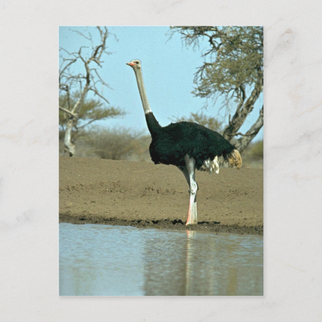 Carte Postale Ostrich (Devant)