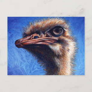 Carte postale Ostrich