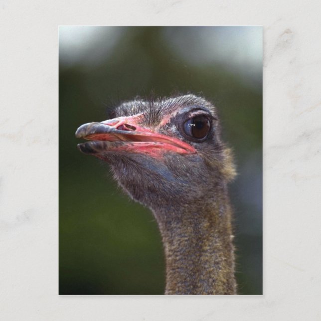 Carte Postale Ostrich (Devant)