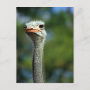 Carte postale Ostrich