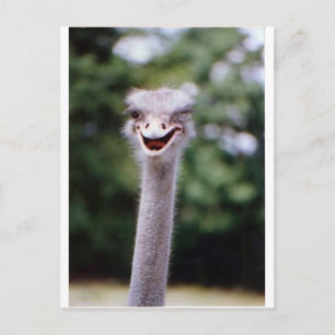 Carte Postale Ostrich Winking - Drôle