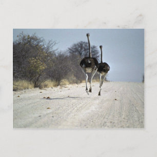 Carte Postale Ostriches