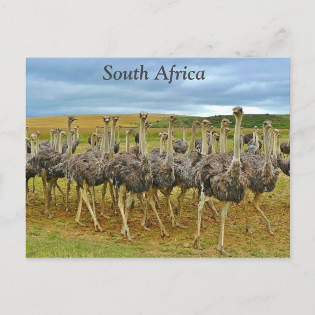 Carte Postale Ostriches Afrique (Devant)
