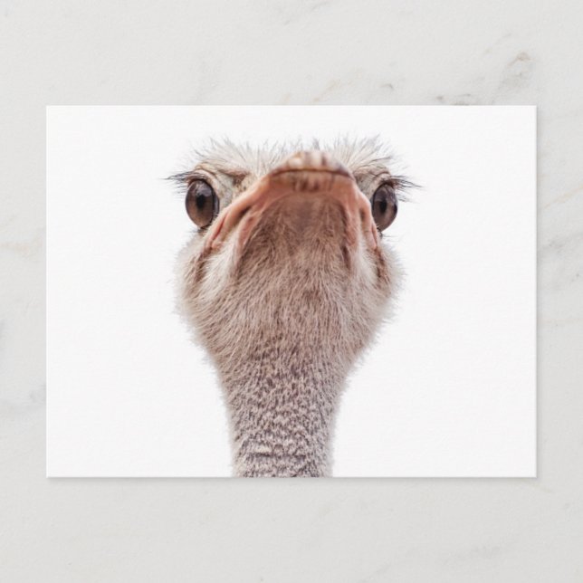 Carte Postale Ostrite Face (Devant)