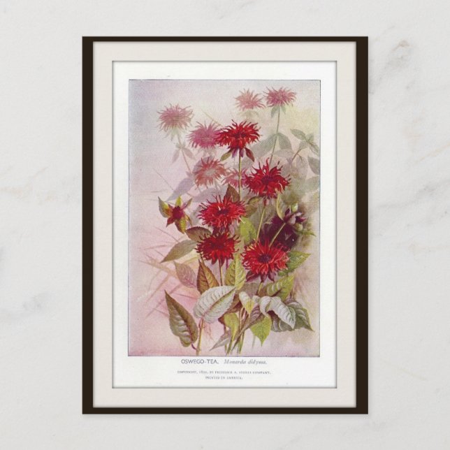 Carte postale Oswego-Tea Botanique Fleur sauvage (Devant)