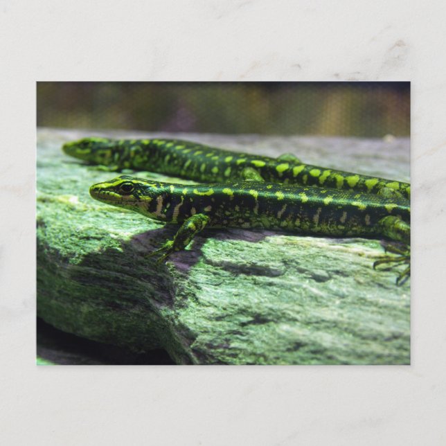 Carte Postale Otago Skink (Devant)