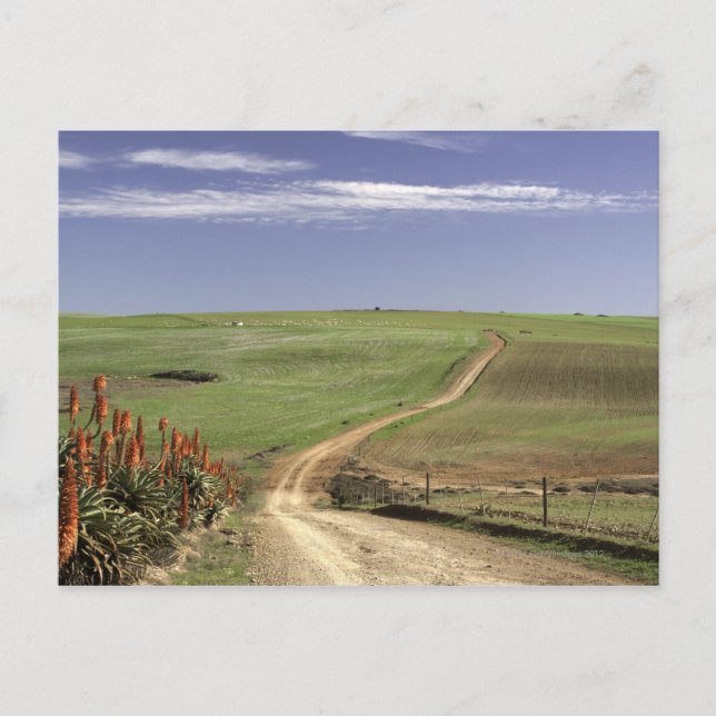 Carte Postale Otaries florales près de Caledon, Western Cape (Devant)