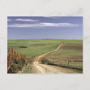 Carte Postale Otaries florales près de Caledon, Western Cape