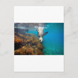 Carte Postale Otaries jouant sous l'eau des îles Galapagos