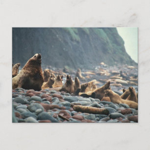 Carte Postale Otaries stellaires sur l'île de Buldir