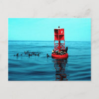 Otaries sur bouée portuaire, Ventura, Californie,