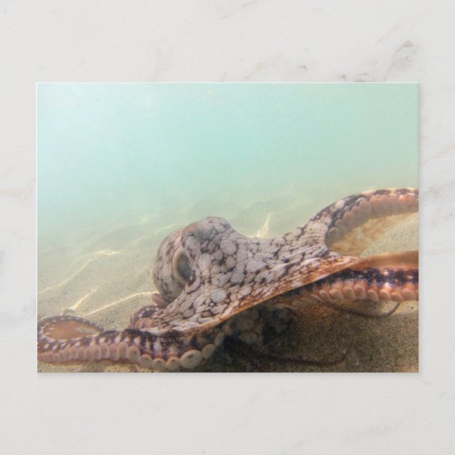 Carte Postale Otopus d'Hawaï (Devant)