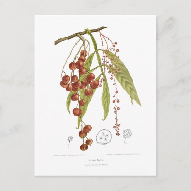 Carte Postale Otorpha alata (Devant)