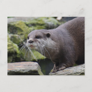 Carte Postale Otter