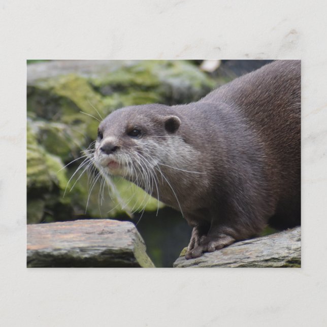 Carte Postale Otter (Devant)