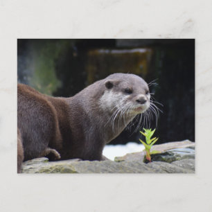 Carte Postale Otter