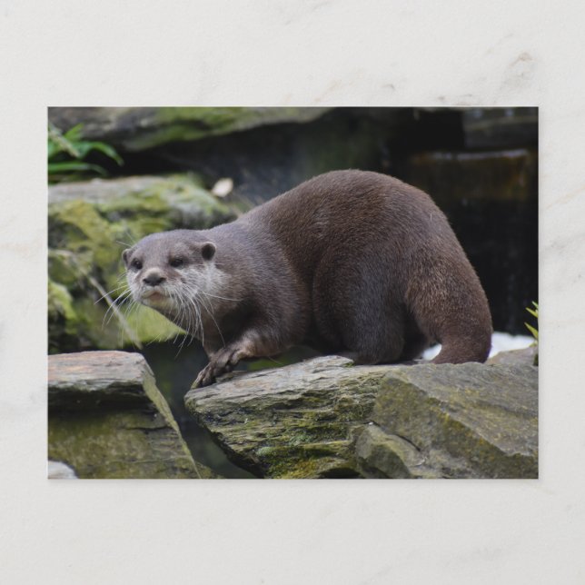 Carte Postale Otter (Devant)