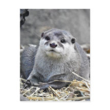 Otter asiatique à petite taille
