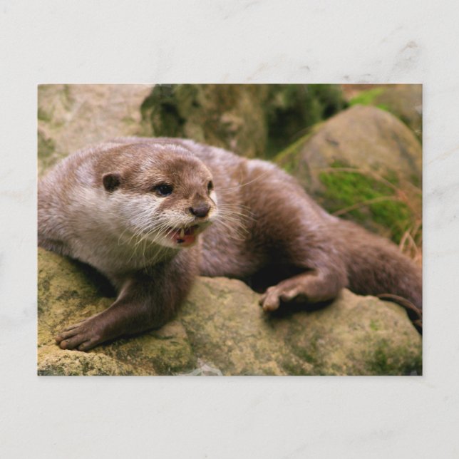 Carte postale Otter en colère (Devant)