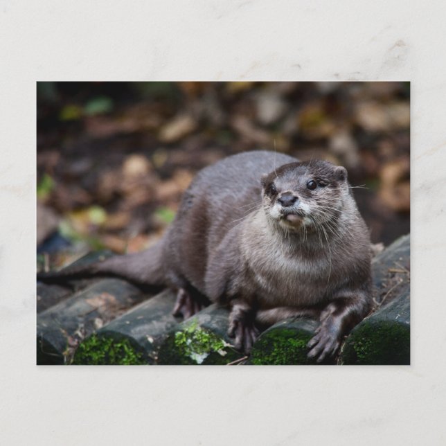 Carte Postale Otter européenne (Devant)