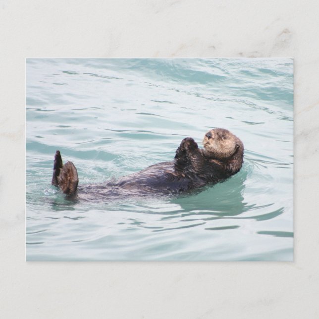 Carte Postale Otter flottant en Alaska (Devant)