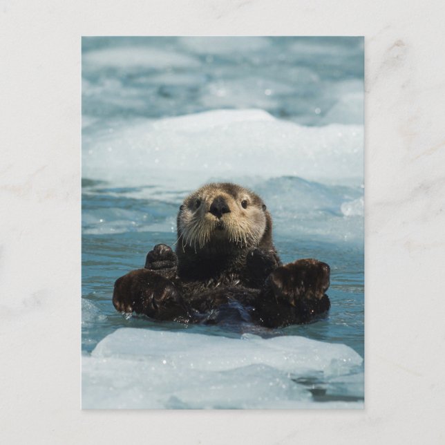 Carte Postale Otter flottante (Devant)