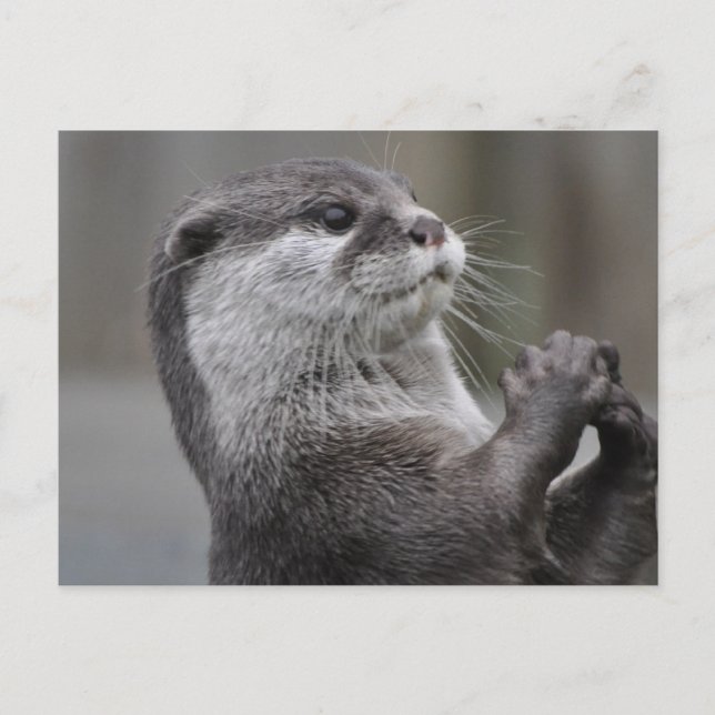 Carte postale Otter Mastermind (Devant)