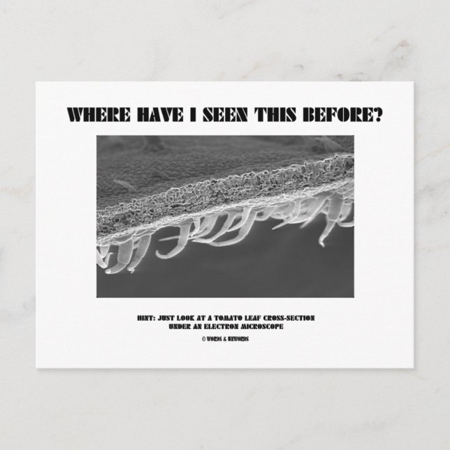 Carte Postale Où Ai-Je Vu Ça Avant ? Feuille de tomate (Devant)