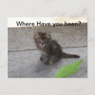 Carte Postale Où avez-vous été Kitten Post Card 075