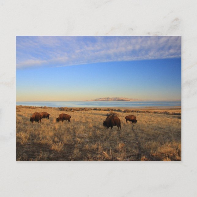 Carte Postale Où Le Buffalo Roam (Devant)