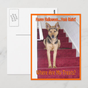 Carte Postale Où sont mes traitements Chien GSD Halloween
