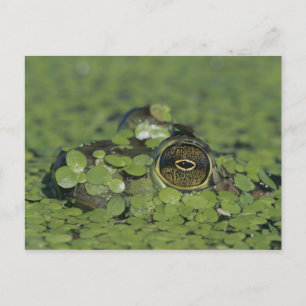 Carte Postale Ouaouaron, Rana catesbeiana, adulte dans la lentil