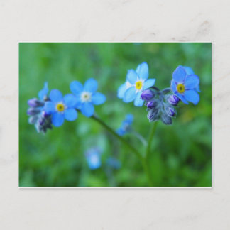 Carte Postale Oublie-moi-pas les bleus
