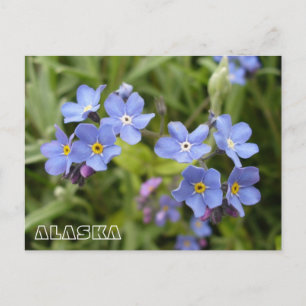Carte Postale Oubliez-Moi-Nots, Fleur de l'état de l'Alaska