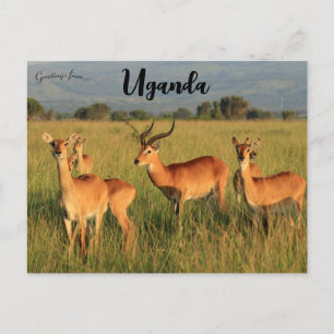 Carte Postale Ouganda Kob Queen Elizabeth National Park