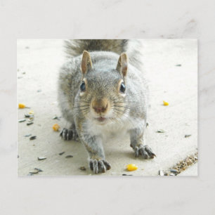 Carte Postale "Oui, J'Aimerais Un Peu De Nourritur