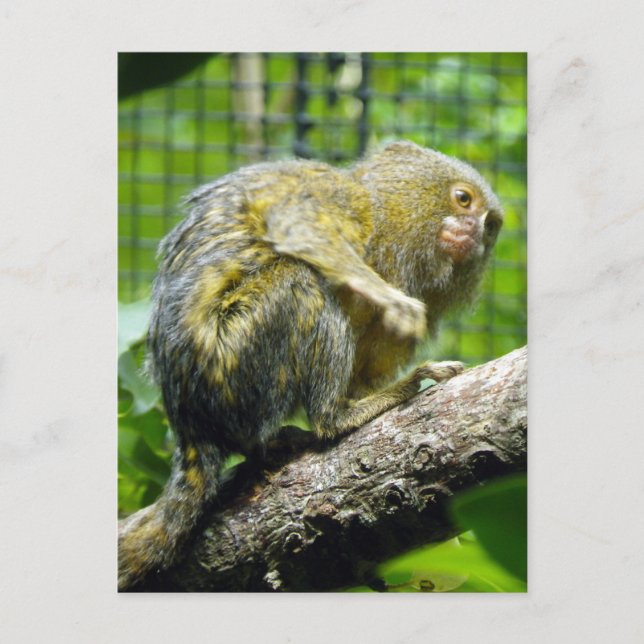 Carte Postale Ouistiti pygméen (Devant)