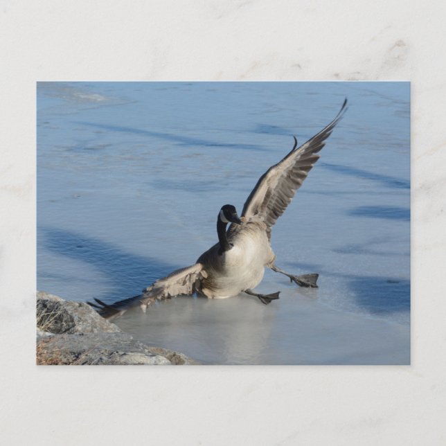 Carte Postale Oups ! (Devant)