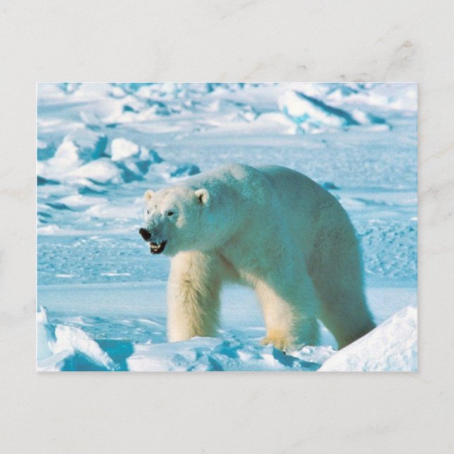 Carte Postale Ours blanc (Devant)