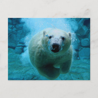 Carte Postale Ours blanc dans l'eau