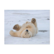 ours blanc, maritimus d'Ursus, petit animal