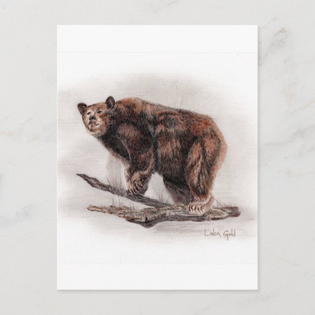 Carte Postale Ours Brown (Devant)