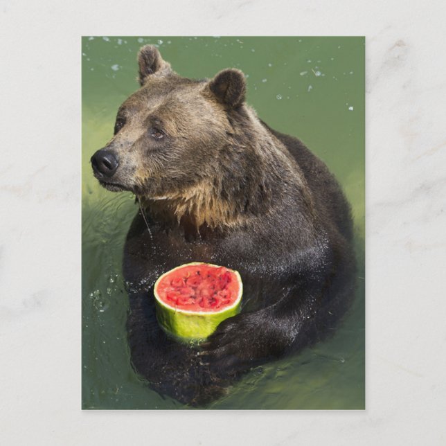Carte Postale Ours Brown avec Melon d'eau (Devant)