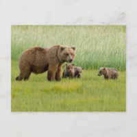 Ours Brown de l'Alaska avec des oursons dans une p
