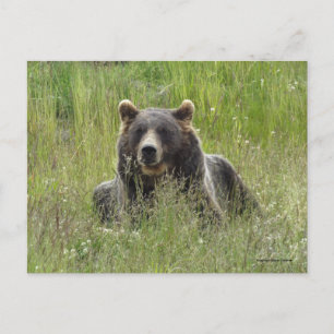 Carte Postale Ours Brown en herbe, grizzli de l'Alaska