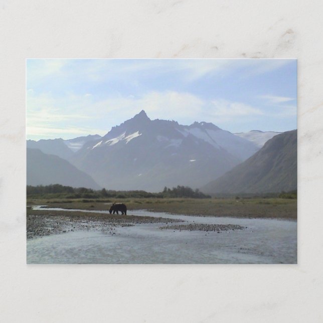Carte Postale Ours Brown Katmai (Devant)